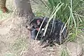 Tasmanian devils cuddle