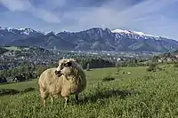 Panorama of the Tatras featuring Giewont