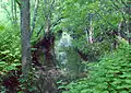 Teaneck Creek in 2005
