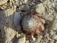 Tectus sp.