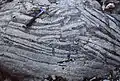 Diagenetic structure in "teepee" on the supratidal plain, formed by the increase in volume of the sediment following the crystallization of carbonates (dolomite).