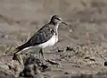 In non-breeding plumage at Purbasthali in Bardhaman District of West Bengal, India.