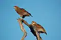 Two juveniles in Botswana