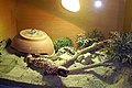 Tank setup offering nearly natural environment with hiding bowl
