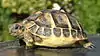 A tortoise, Testudo hermanni