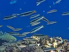 Young blunthead wrasse (Thalassoma amblycephalum)
