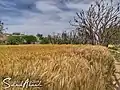 The wheat harvest and the arrival of the clouds۔