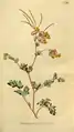 Illustration from The Botanical Magazine Vol. 5, 1792 (as Fumaria glauca)