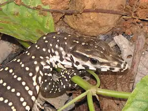 Head (juvenile)
