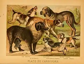 Image 7An 1897 illustration showing a range of European dog breeds (from Dog breed)