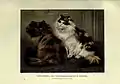 The book of the cat (Plate 6) BHL23996505 featuring a Tortoiseshell and Calico Persian cat