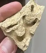 The imprint of a bryozoan, a colonial invertebrate that is still alive today