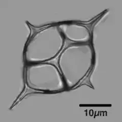 Siliceous skeleton of the dictyochid flagellate, Dictyocha fibula