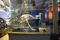 The skeleton of female upland moa with egg in unlaid position within the pelvic cavity in Otago Museum