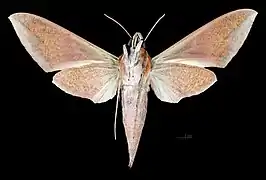 Female ventral view