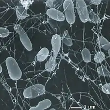 Thermophiles, such as Pyrolobus fumarii, survive well over 100&nbsp;°C.