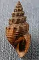 Depressed lip of Thiara winteri