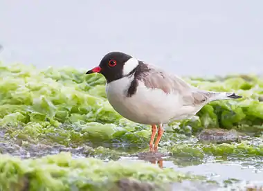 Image 15Hooded PloverPhoto: JJ HarrisonThe Hooded Plover (Thinornis rubricollis) is a species of bird endemic to southern Australia and Tasmania. It is medium in size for a plover, stocky, and pale in color. Its length is 190&nbsp;to 230&nbsp;mm (7.5–9.1&nbsp;in) and its wing-span 230&nbsp;to 440&nbsp;mm (9.1–17.3&nbsp;in). Males and females are similar in appearance. With a population of about 7,000 individuals, it is classified as vulnerable.More selected pictures