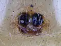 Colonus puerperus