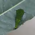 3rd instar