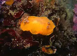 Thordisa filix