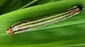 Larva (dorsal view)