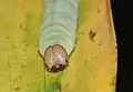 Head (larva)
