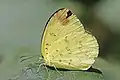 E. h. contubernalis, dry season form Nepal