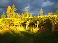 Thunder clouds over St Hubertus Vineyard