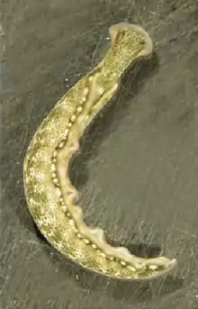 Thuridilla carlsoni