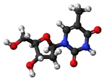 Ball-and-stick model of the thymidine molecule
