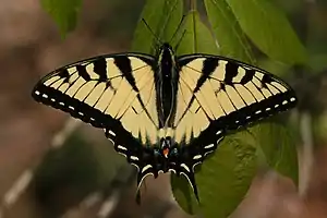 Image 20A tiger swallowtail butterfly (Papilio glaucus) in Shawnee National Forest. Photo credit: Daniel Schwen (from Portal:Illinois/Selected picture)
