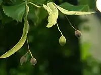 Tilia cordata (recaulescence)
