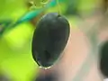 Matured Zehneria is black in color