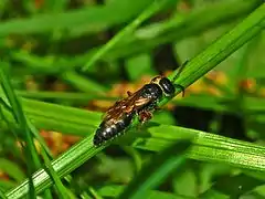 Female