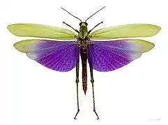 Titanacris albipes- French Guiana