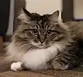 3-year-old black tortoiseshell tabby and white female.