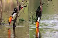 DrinkingCuiaba River, the Pantanal, Brazil