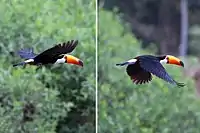 In flightRio Negro, the Pantanal, Brazil