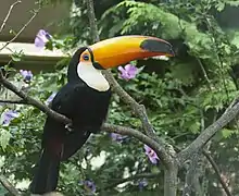 AdultLondon Zoo