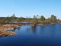Tolkuse bog