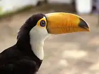 JuvenileSanta Luciana farm, Minas Gerais, Brazil