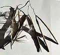 Trachelospermum jasminoides (dehiscence)