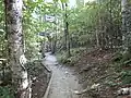 Trail in a yellow birch grove