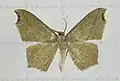 Dorsal