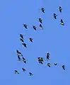 A smal flock of Cranes in flight, Ystad 2022.