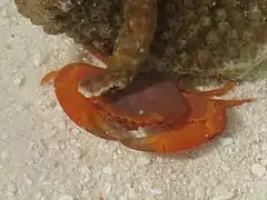 Trapezia cymodoce