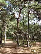 Trees in Hove Forest