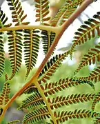 Tree fern sporangia San Diego, CA
