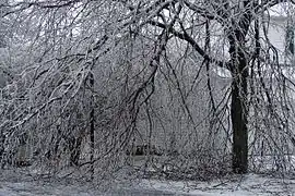 A tree covered in ice